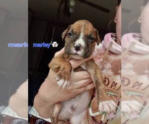 Boxer Puppy for sale in JOLIET, IL, USA