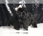 Puppy Bam Bam AKC Shih Tzu