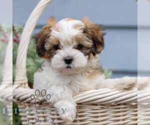 ShihPoo Puppy for sale in REINHOLDS, PA, USA