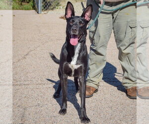 Lilah - Female German Shepherd Dog-Unknown Mix Dog for Adoption - Photo #4