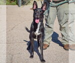 Small Photo #4 German Shepherd Dog-Unknown Mix Puppy For Sale in Huntley, IL, USA