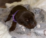Puppy Purple Girl Doberman Pinscher
