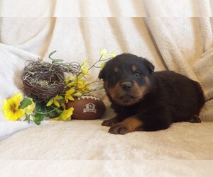 Rottweiler Puppy for sale in CASSVILLE, MO, USA