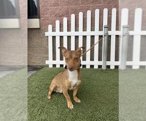 Chihuahua Dogs for adoption in Modesto, CA, USA
