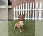 Small Chihuahua