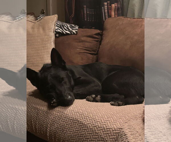 Medium Photo #5 Mutt Puppy For Sale in Rockaway, NJ, USA