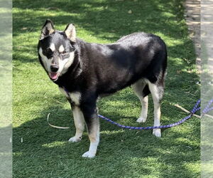 Clover - Female Shiba Inu-Siberian Husky Mix Dog for Adoption - Photo #2