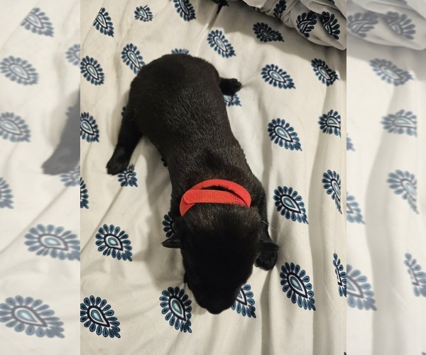 Medium Photo #1 Belgian Malinois Puppy For Sale in SHICKSHINNY, PA, USA