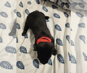 Medium Belgian Malinois