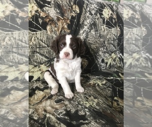 Brittany Puppy for sale in WHITE CITY, KS, USA