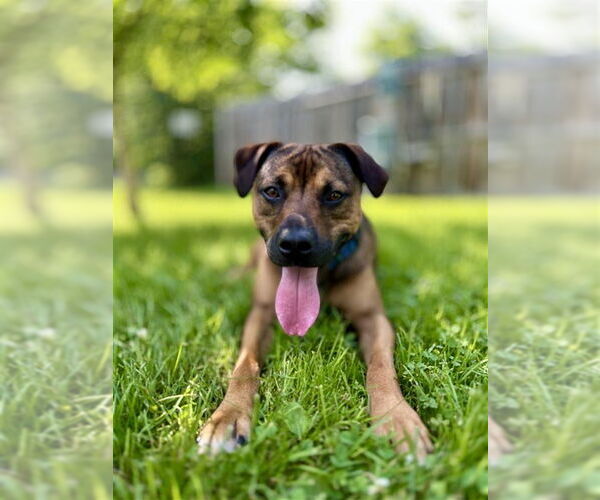 Medium Photo #20 American Pit Bull Terrier-Unknown Mix Puppy For Sale in Gloversville, NY, USA