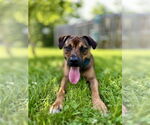 Small #19 American Pit Bull Terrier Mix
