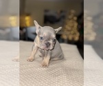Small #10 French Bulldog