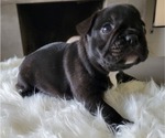 Small Photo #9 French Bulldog Puppy For Sale in RCH CUCAMONGA, CA, USA