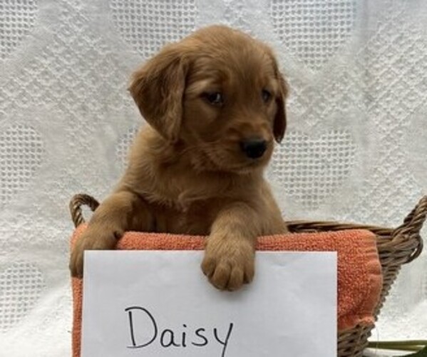 Medium Photo #4 Golden Retriever Puppy For Sale in OWEN, WI, USA