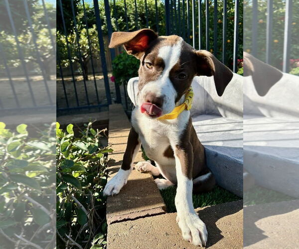 Medium Photo #9 American Pit Bull Terrier-Unknown Mix Puppy For Sale in Redlands, CA, USA