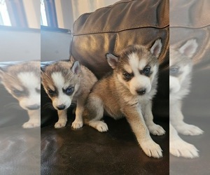 Siberian Husky Puppy for Sale in CLIFFWOOD, New Jersey USA