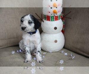 Dalmadoodle Puppy for sale in KINGSPORT, TN, USA