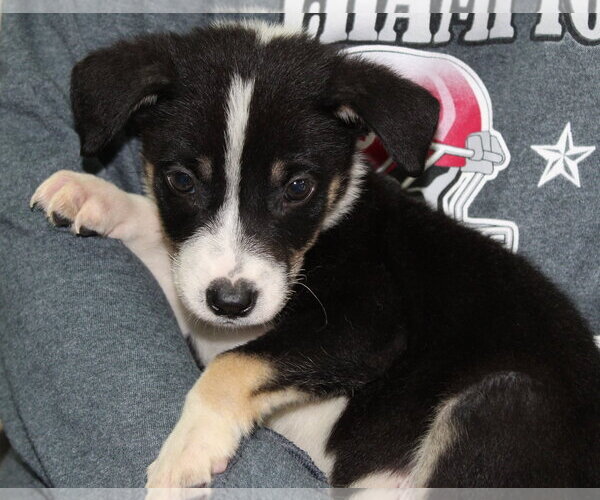 Medium Photo #3 Doberman Pinscher-Unknown Mix Puppy For Sale in Prattville, AL, USA