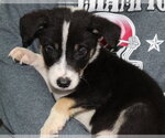 Small #2 Doberman Pinscher Mix