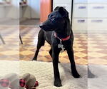 Small #2 Labrador Retriever