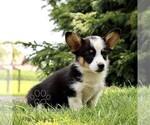 Small #4 Pembroke Welsh Corgi