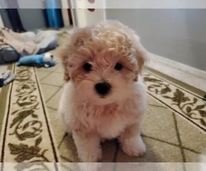 Poodle (Toy)-Shiranian Mix Puppy for sale in OLATHE, KS, USA