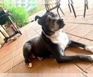 Marni - Female Boxer-Unknown Mix Dog for Adoption - Photo #24