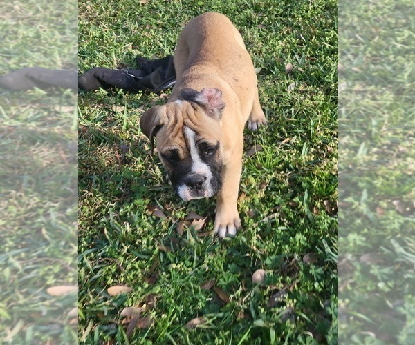 Medium Photo #5 American Bulldog-English Bulldog Mix Puppy For Sale in DAPHNE, AL, USA
