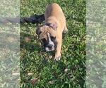 Small #4 American Bulldog-English Bulldog Mix
