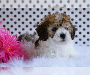 Poodle (Toy) Puppy for sale in FREDERICKSBG, OH, USA