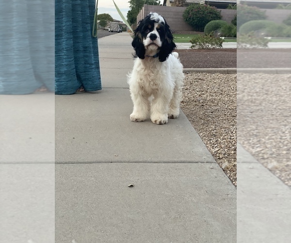 Medium Photo #3 Cocker Spaniel Puppy For Sale in AVONDALE-GOODYEAR, AZ, USA