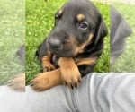 Small #1 Doberman Pinscher