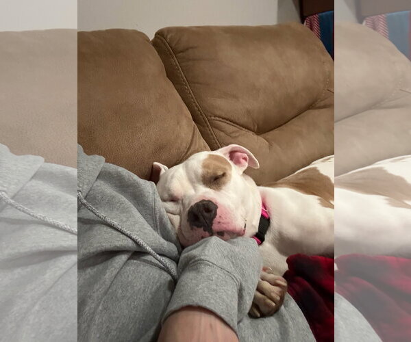 Medium Photo #3 Mutt Puppy For Sale in Alexandria, VA, USA