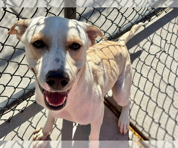 Medium Photo #1 Labrador Retriever Puppy For Sale in Tulsa, OK, USA