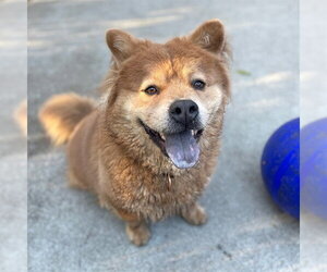 HUNCHO - Male Chow Chow-French Bulldog Mix Dog for Adoption - Photo #3