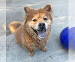 Small Photo #3 Chow Chow-French Bulldog Mix Puppy For Sale in Alameda, CA, USA