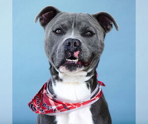 American Pit Bull Terrier Dogs for adoption in Pasadena, CA, USA