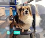 Small #2 Pembroke Welsh Corgi