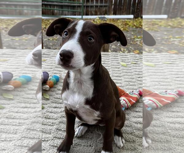 Medium Photo #2 American Pit Bull Terrier-Border Collie Mix Puppy For Sale in Incline Village, NV, USA