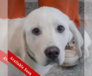 Great Pyredane Dogs for adoption in Huntley, IL, USA