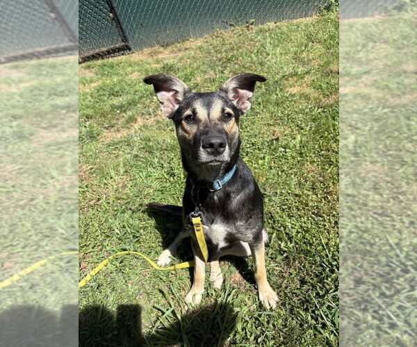 Medium Photo #34 Mutt Puppy For Sale in Brewster, NY, USA