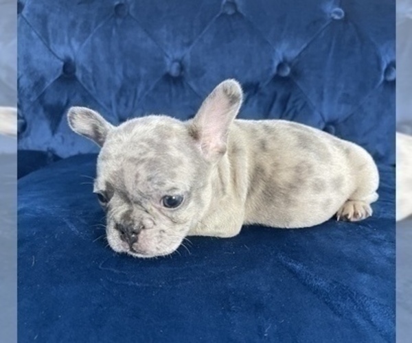 Medium Photo #4 French Bulldog Puppy For Sale in CINCINNATI, OH, USA