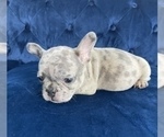 Small Photo #4 French Bulldog Puppy For Sale in CINCINNATI, OH, USA
