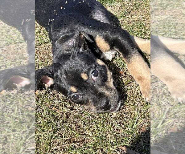 Medium Photo #1 Mutt Puppy For Sale in Mooresville, NC, USA