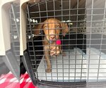 Small Photo #1 Plott Hound-Vizsla Mix Puppy For Sale in Claremore, OK, USA