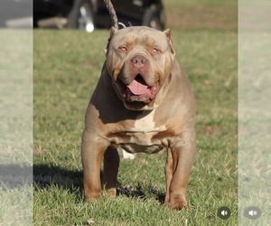 Father of the American Bully puppies born on 11/10/2025