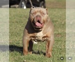 Small Photo #1 American Bully Puppy For Sale in ORANGEBURG, SC, USA