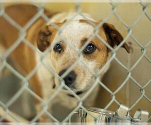 Mutt Dogs for adoption in Tulsa, OK, USA