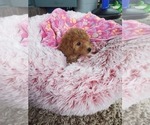 Small Photo #3 Cavapoo Puppy For Sale in BEAVER FALLS, PA, USA